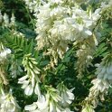 Galega officinalis